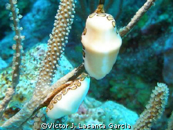 2 flamingo tongue at mojarra reef in parguera wall by Victor J. Lasanta Garcia 